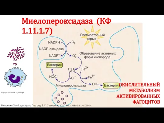 Биохимия: Учеб. для вузов, Под ред. Е.С. Северина., 2003. 779 с. ISBN