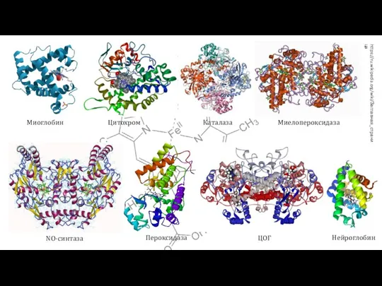 Миоглобин Цитохром Каталаза Миелопероксидаза Пероксидаза NO-синтаза ЦОГ Нейроглобин https://ru.wikipedia.org/wiki/Заглавная_страница
