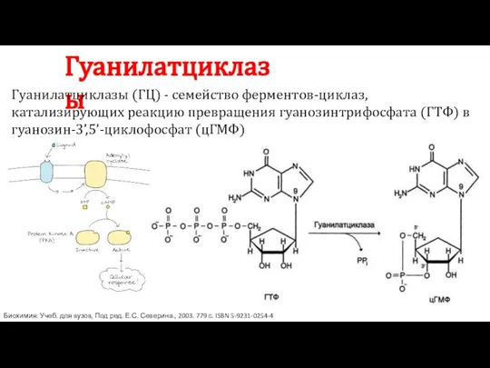 Гуанилатциклазы Гуанилатциклазы (ГЦ) - семейство ферментов-циклаз, катализирующих реакцию превращения гуанозинтрифосфата (ГТФ) в