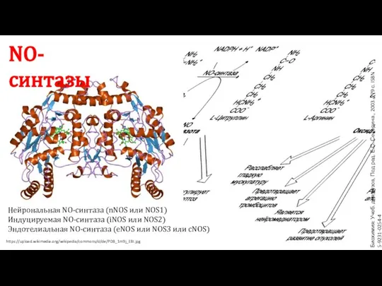 NO-синтазы Нейрональная NO-синтаза (nNOS или NOS1) Индуцируемая NO-синтаза (iNOS или NOS2) Эндотелиальная