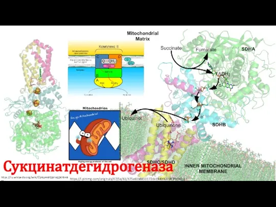 Сукцинатдегидрогеназа https://ru.wikipedia.org/wiki/Сукцинатдегидрогеназа https://i.pinimg.com/originals/47/5e/61/475e61b8850172da19d0f620a8341061.gif