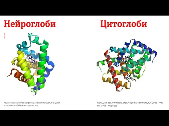 Нейроглобин https://upload.wikimedia.org/wikipedia/commons/thumb/c/ce/Neuroglobin.png/471px-Neuroglobin.png Цитоглобин https://upload.wikimedia.org/wikipedia/commons/6/6f/PBB_Protein_CYGB_image.jpg