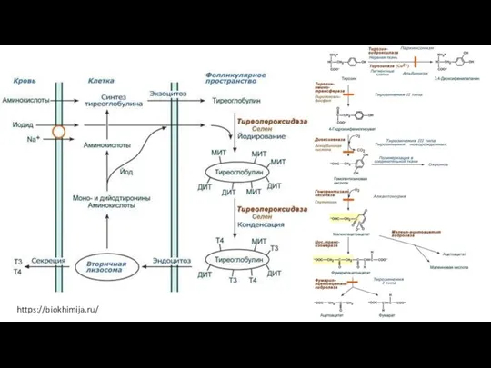 https://biokhimija.ru/