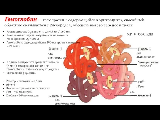 Гемоглобин — гемопротеин, содержащийся в эритроцитах, способный обратимо связываться с кислородом, обеспечивая