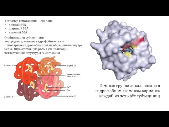 Тетрамер гемоглобина – сфероид длиной 64Å, шириной 55Å высотой 50Å Стабилизация субъединиц: