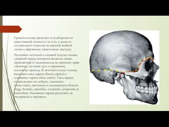 Граница головы проходит от подбородка по краю нижней челюсти к её углу