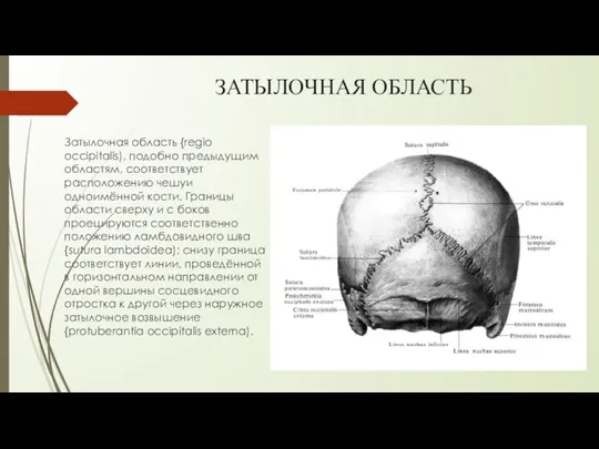 ЗАТЫЛОЧНАЯ ОБЛАСТЬ Затылочная область {regio occipitalis), подобно предыдущим областям, соответствует расположению чешуи