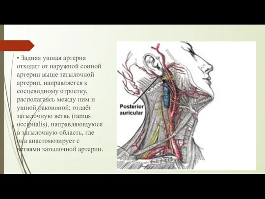 • Задняя ушная артерия отходит от наружной сонной артерии выше затылочной артерии,