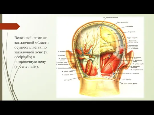 Венозный отток от затылочной области осуществляется по затылочной вене (v. occipitalis) в позвоночную вену (v. vertebralis).