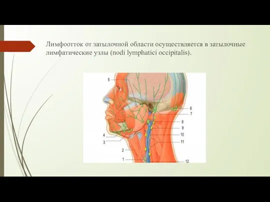 Лимфоотток от затылочной области осуществляется в затылочные лимфатические узлы (nodi lymphatici occipitalis).