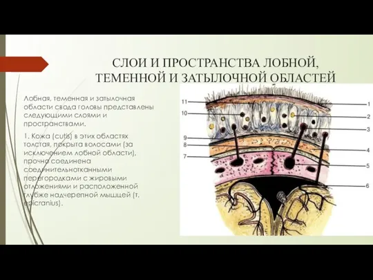 СЛОИ И ПРОСТРАНСТВА ЛОБНОЙ, ТЕМЕННОЙ И ЗАТЫЛОЧНОЙ ОБЛАСТЕЙ Лобная, теменная и затылочная