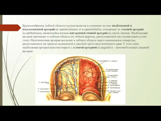 Кровоснабжение лобной области осуществляется в основном за счет надблоковой и надглазничной артерий