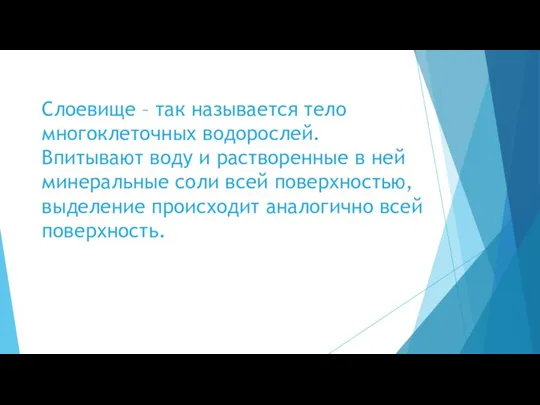 Слоевище – так называется тело многоклеточных водорослей. Впитывают воду и растворенные в