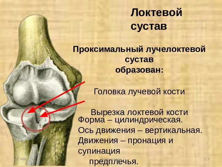 Проксимальный лучелоктевой сустав образован: Головка лучевой кости Вырезка локтевой кости Форма –