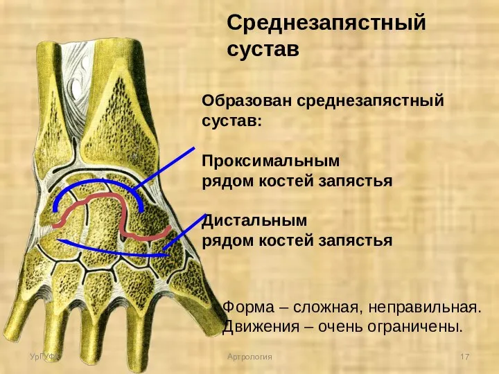 Среднезапястный сустав Образован среднезапястный сустав: Проксимальным рядом костей запястья Дистальным рядом костей