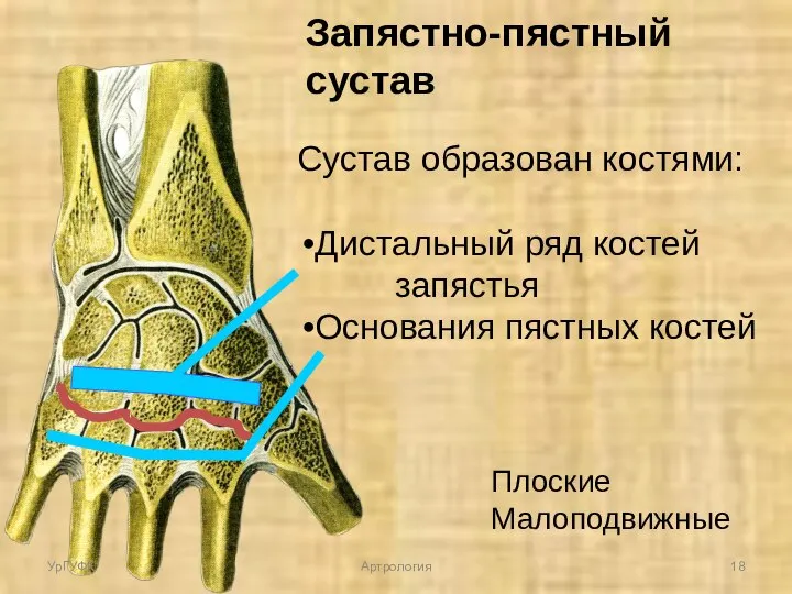 Запястно-пястный сустав Сустав образован костями: Дистальный ряд костей запястья Основания пястных костей Плоские Малоподвижные УрГУФК Артрология