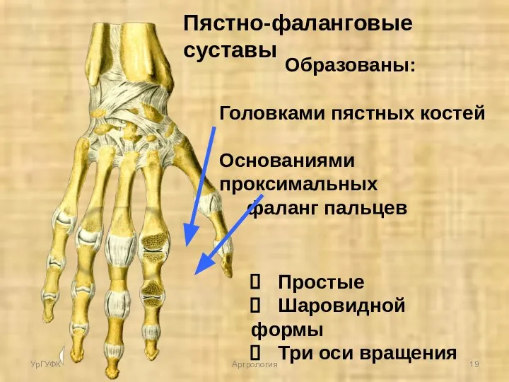 Пястно-фаланговые суставы Образованы: Головками пястных костей Основаниями проксимальных фаланг пальцев Простые Шаровидной