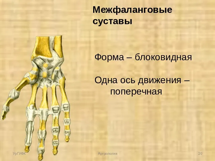 Межфаланговые суставы Форма – блоковидная Одна ось движения – поперечная УрГУФК Артрология