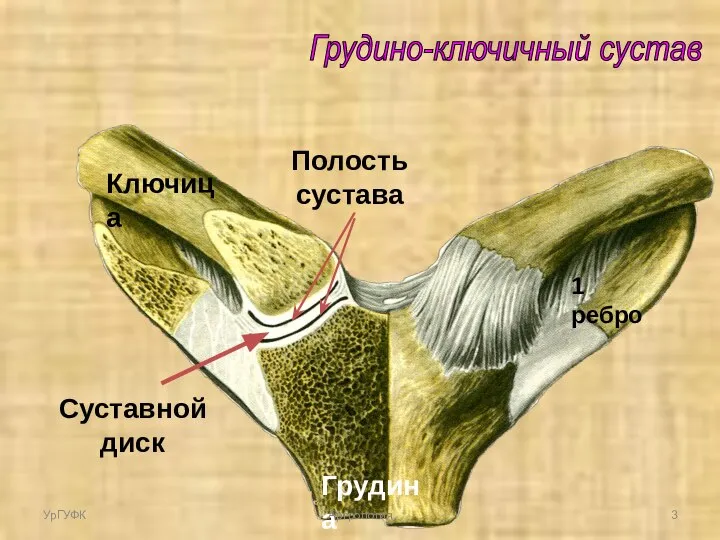 Грудино-ключичный сустав Ключица 1 ребро Грудина Суставной диск Полость сустава УрГУФК Артрология