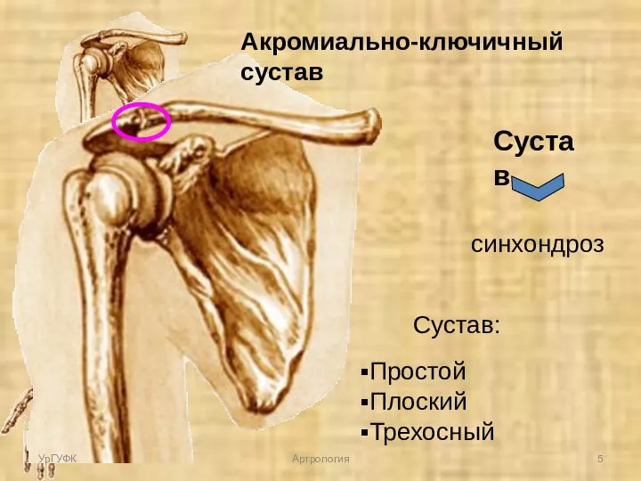 Сустав синхондроз Сустав: Простой Плоский Трехосный Акромиально-ключичный сустав УрГУФК Артрология