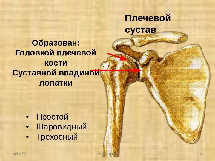 Плечевой сустав Образован: Головкой плечевой кости Суставной впадиной лопатки Простой Шаровидный Трехосный УрГУФК Артрология