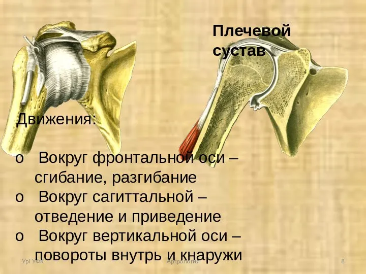 Движения: Вокруг фронтальной оси – сгибание, разгибание Вокруг сагиттальной – отведение и