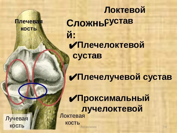 Сложный: Плечелоктевой сустав Плечелучевой сустав Проксимальный лучелоктевой Плечевая кость Локтевая кость Лучевая