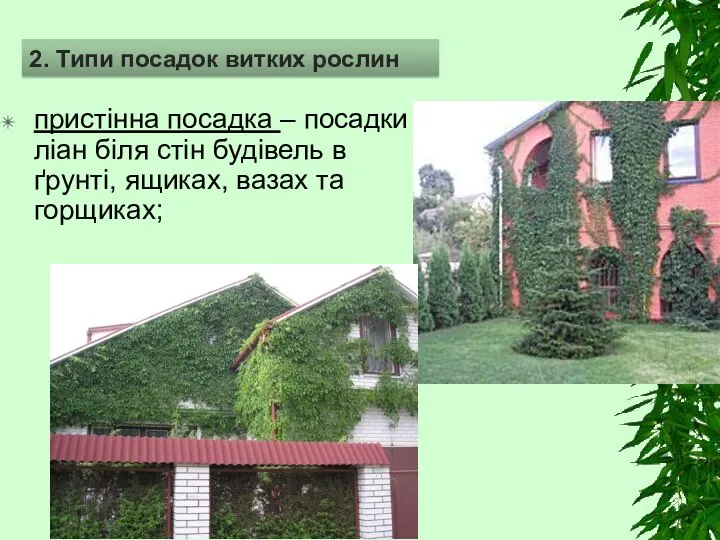 пристінна посадка – посадки ліан біля стін будівель в ґрунті, ящиках, вазах