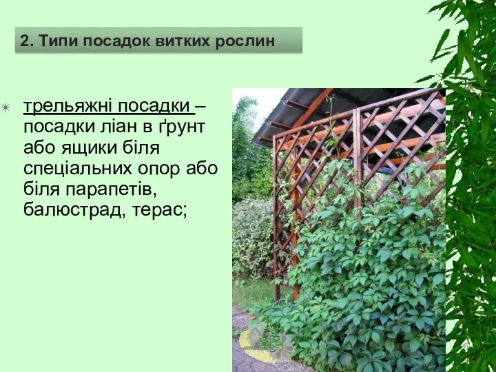 трельяжні посадки – посадки ліан в ґрунт або ящики біля спеціальних опор