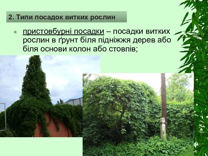 пристовбурні посадки – посадки витких рослин в ґрунт біля підніжжя дерев або