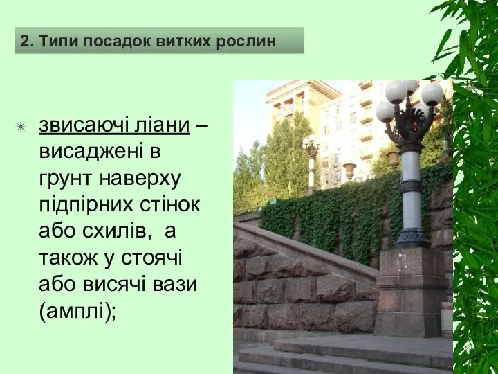 звисаючі ліани –висаджені в грунт наверху підпірних стінок або схилів, а також