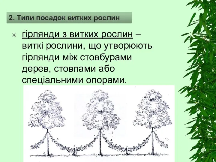 гірлянди з витких рослин – виткі рослини, що утворюють гірлянди між стовбурами