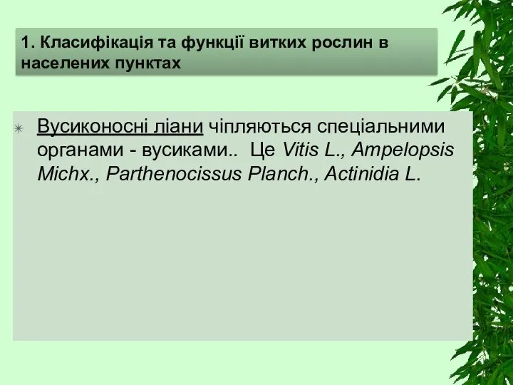 Вусиконосні ліани чіпляються спеціальними органами - вусиками.. Це Vitis L., Ampelopsis Michx.,