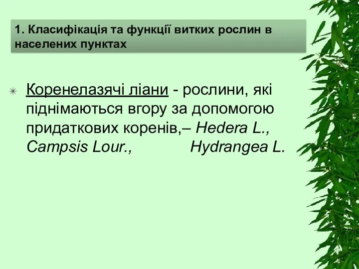 Коренелазячі ліани - рослини, які піднімаються вгору за допомогою придаткових коренів,– Hedera