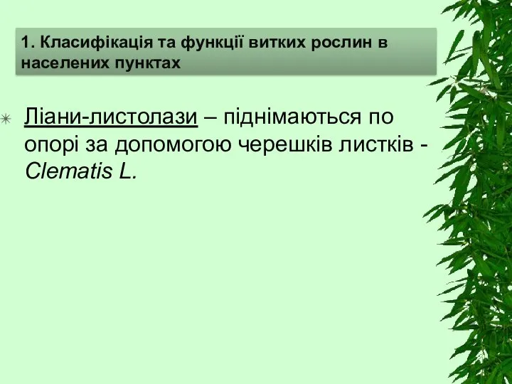 Ліани-листолази – піднімаються по опорі за допомогою черешків листків - Clematis L.