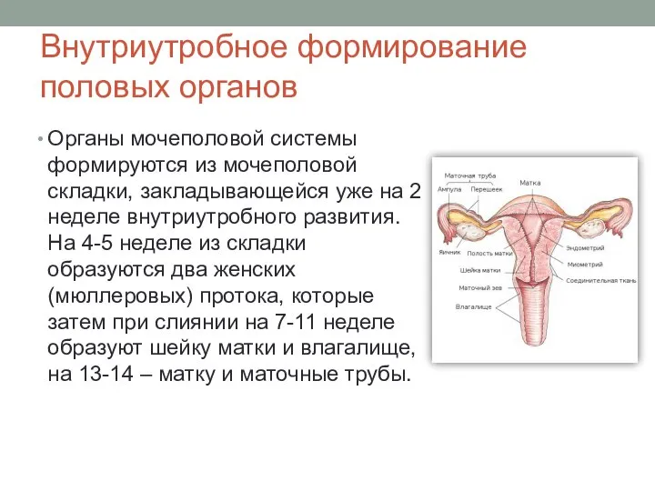 Внутриутробное формирование половых органов Органы мочеполовой системы формируются из мочеполовой складки, закладывающейся