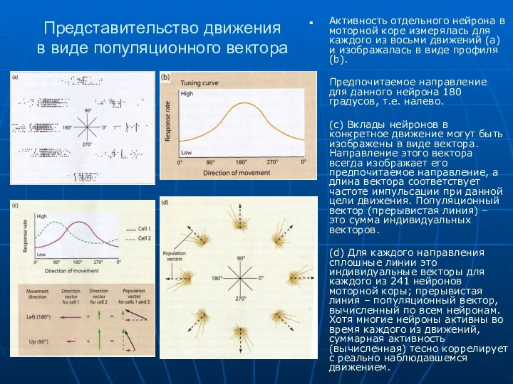 Представительство движения в виде популяционного вектора Активность отдельного нейрона в моторной коре