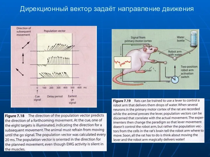 Дирекционный вектор задаёт направление движения