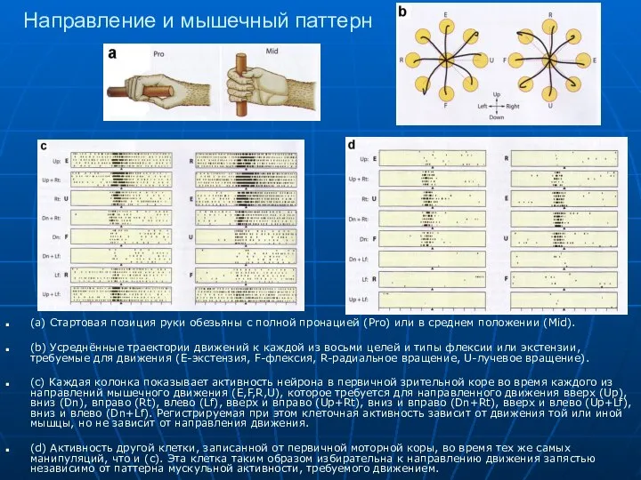 Направление и мышечный паттерн (a) Стартовая позиция руки обезьяны с полной пронацией