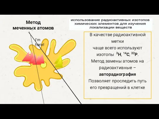 В качестве радиоактивной метки чаще всего используют изотопы 3Н, 14С, 32Р. Метод