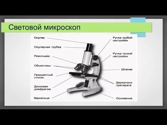 Световой микроскоп