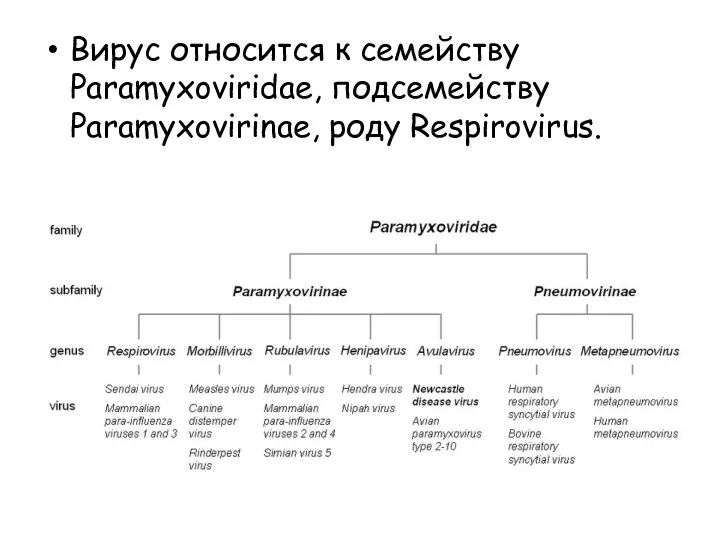 Вирус относится к семейству Paramyxoviridae, подсемейству Paramyxovirinae, роду Respirovirus.