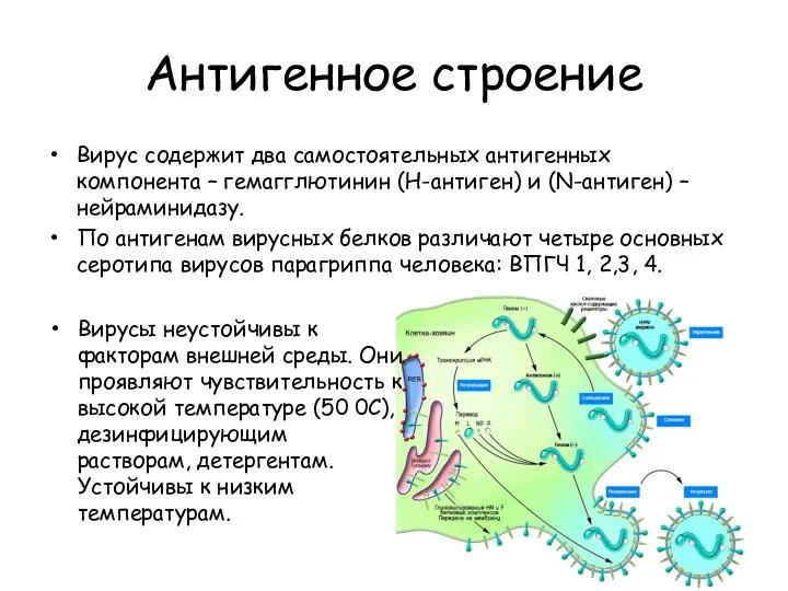 Антигенное строение Вирус содержит два самостоятельных антигенных компонента – гемагглютинин (H-антиген) и