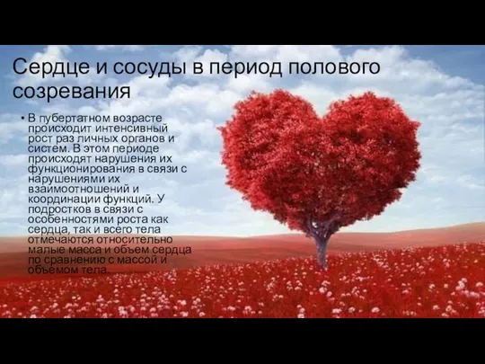 Сердце и сосуды в период полового созревания В пубертатном возрасте происходит интенсивный