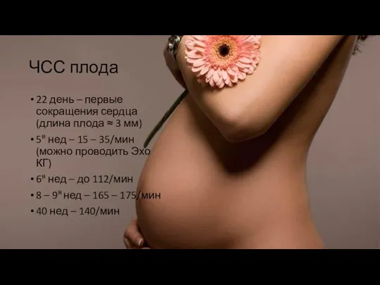 ЧСС плода 22 день – первые сокращения сердца (длина плода ≈ 3