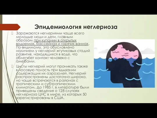 Эпидемиология неглериоза Заражаются неглериями чаще всего молодые люди и дети, главным образом