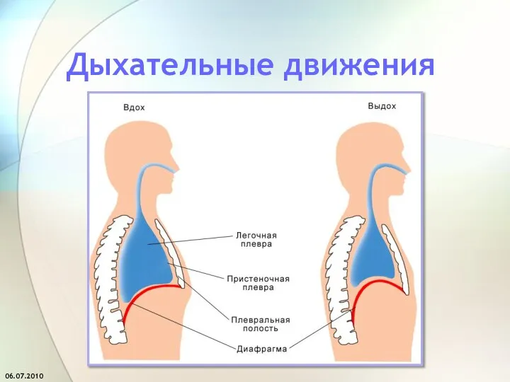 Дыхательные движения 06.07.2010