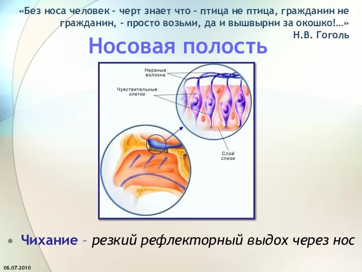 Носовая полость Чихание – резкий рефлекторный выдох через нос «Без носа человек