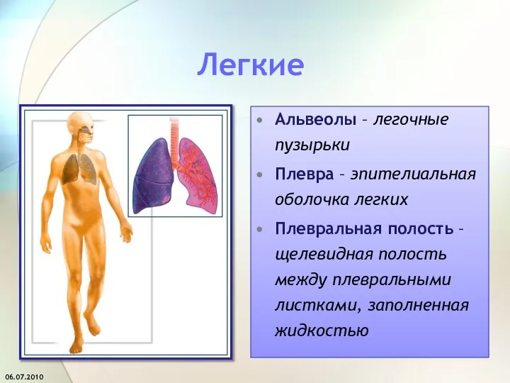 Легкие Альвеолы – легочные пузырьки Плевра – эпителиальная оболочка легких Плевральная полость