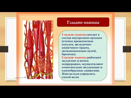 Гладкие мышцы входят в состав внутренних органов (стенок кровеносных сосудов, желудочно-кишечного тракта,